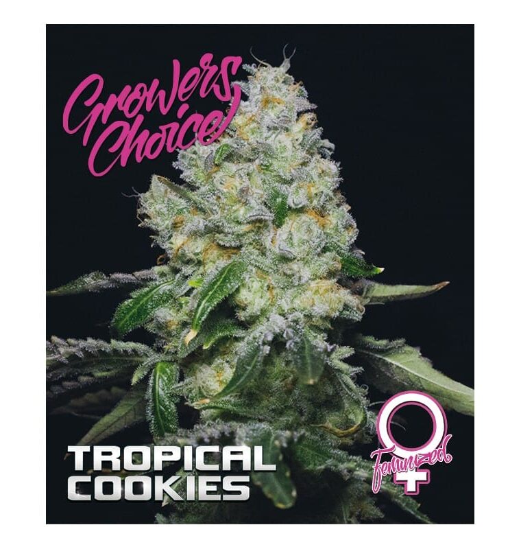 Tropical Cookies by Growers Choice – Female seeds – Resistant to Mould – Indica Dominant – image 1 – Seed City