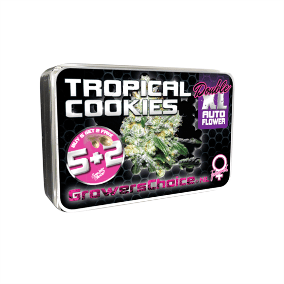 Tropical Cookies Double XL Auto cannabis seeds – Super Strength – Outdoor – Feminized – image 1 from Seed City