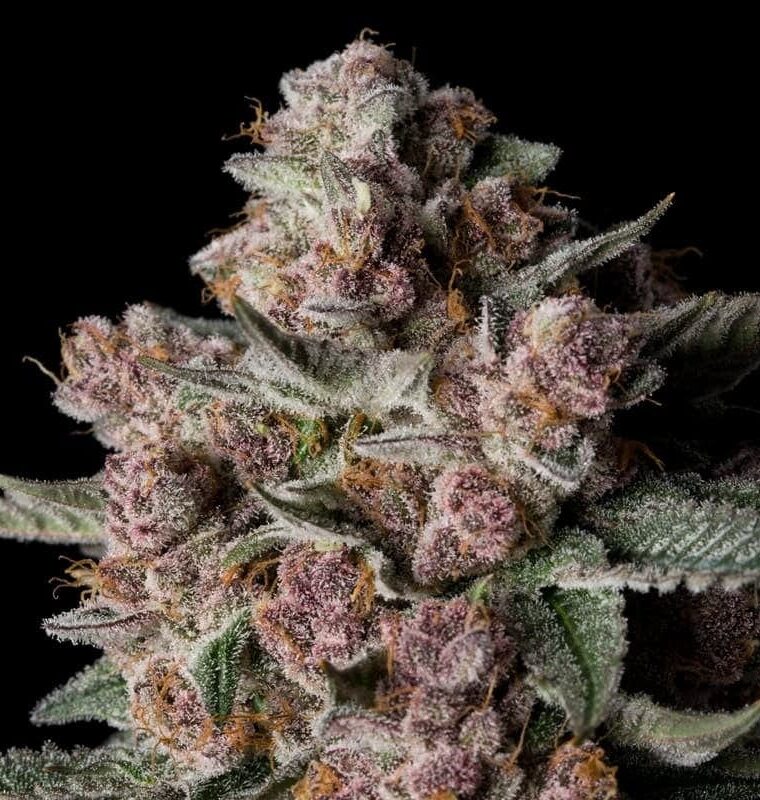 Relaxing – Feminized – 50% Indica/50% Sativa – Tropical Jam strain – image 1 – from Silent Seeds via Seed City