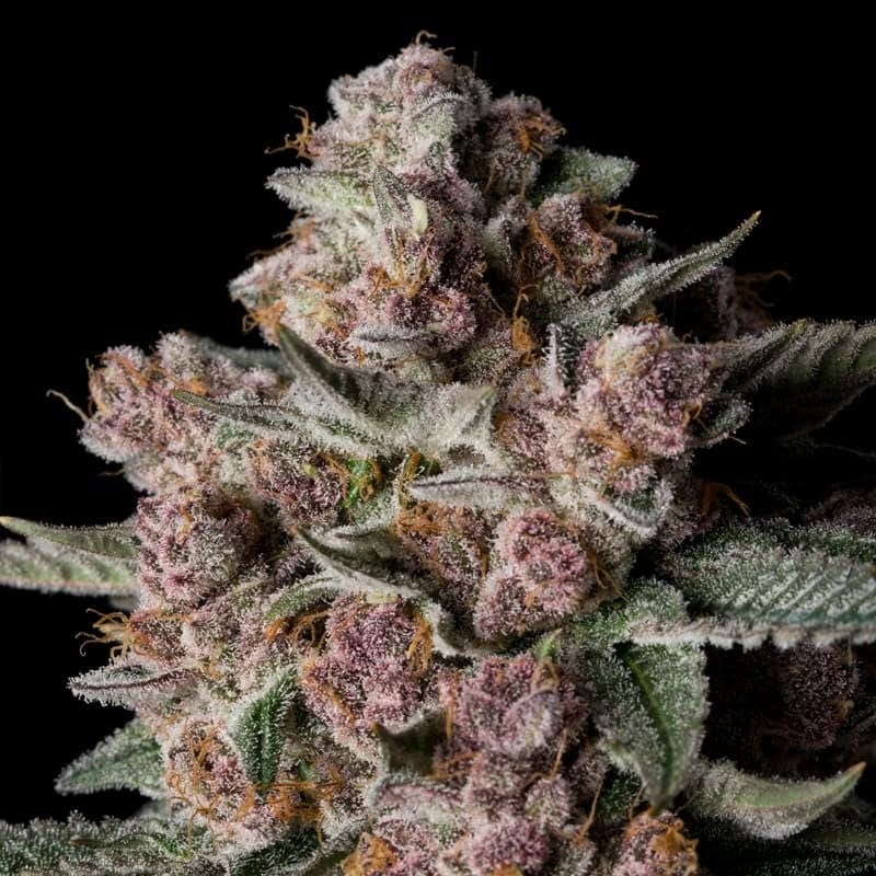 Tropical Jam 大麻の種子 | Silent Seeds | Seed City