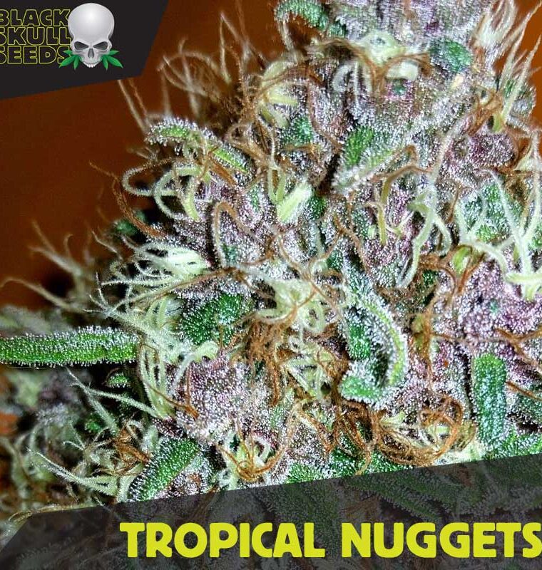 Tropical Nuggets cannabis seeds – Beginning of October – Feminized – 12/12 Photoperiod – image 1 from Seed City