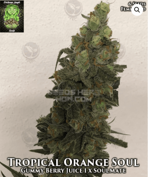 Tropical Orange Soul