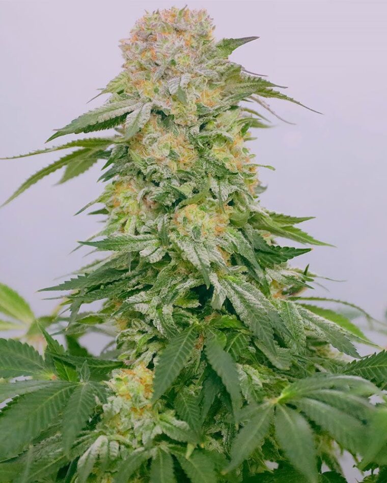 Tropical Rain by Grateful Seeds – Sweet – Outdoor cultivation – 12/12 Photoperiod – image 1 – Seed City