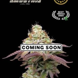 Image 1 of Tropical Smoothie cannabis by Seed Stockers – 50% Indica/50% Sativa – Relaxing – Indoor-friendly – Seed City