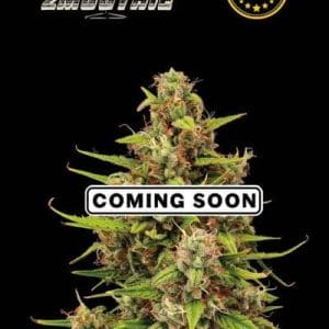 Tropical Smoothie Auto cannabis seeds – Female seeds – Indoor – 50% Indica/50% Sativa – image 1 from Seed City