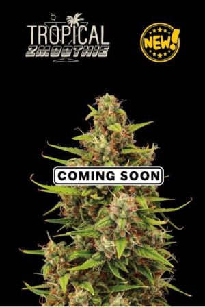 Tropical Smoothie Auto