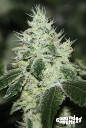 Tropical Sour