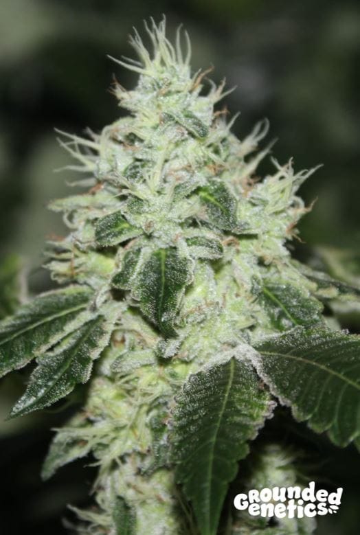 Tropical Sour by Grounded Genetics – Tall (140cm plus) – Sativa Dominant – 12/12 Photoperiod – image 1 – Seed City