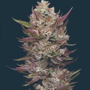 Tropicana Cherry cannabis seeds – Good for outdoor grow – Middle of October – Cherry – image 1 from Seed City