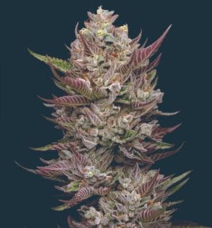 Tropicana Cherry