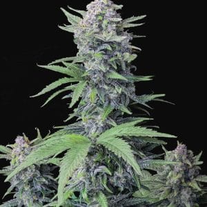Image 1 of Tropicana Cookies Auto cannabis by FastBuds – Super Strength – Auto-Flowering – Mostly Indica – Seed City