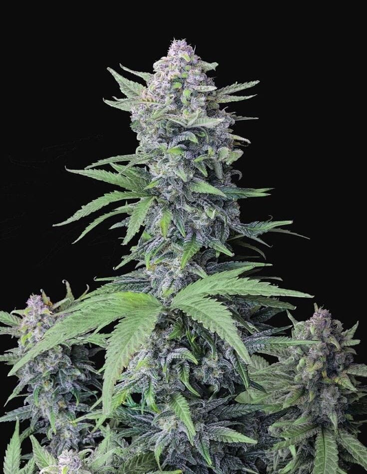 Image 1 of Tropicana Cookies Auto cannabis by FastBuds – Super Strength – Auto-Flowering – Mostly Indica – Seed City