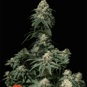 Tropicana Cookies Fast Flowering cannabis – image 1 – Seed City