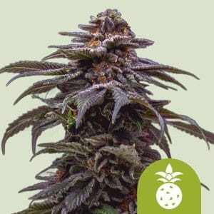 Tropicana Cookies Purple Auto cannabis seeds – Sativa Dominant – Happy – Fruity – image 1 from Seed City