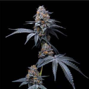 Tropicana Cookies x Hollywood