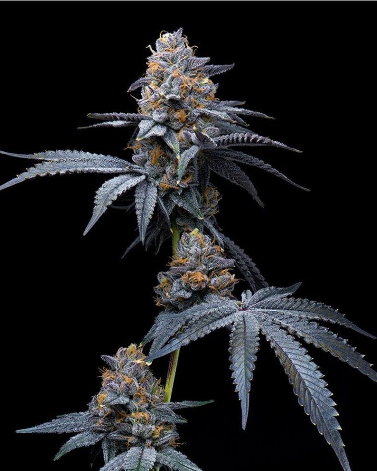 Tropicana Cookies x Hollywood cannabis – image 1 – Seed City