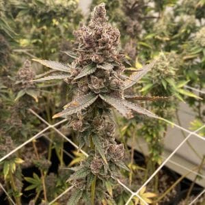 Tropicana Grape Cake