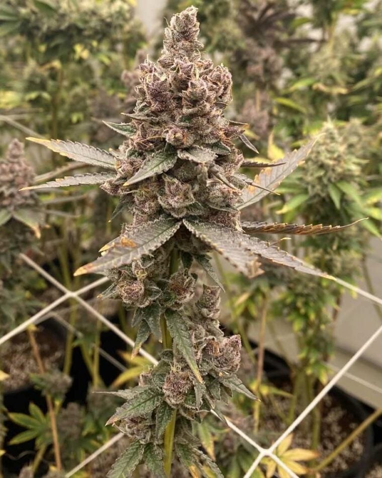Tropicana Grape Cake cannabis seeds – Regular – Outdoor – 12/12 Photoperiod – image 1 from Seed City