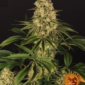 Outdoor – 12/12 Photoperiod – Uplifting – Tropicanna Banana strain – image 1 – from Barneys Farm Seeds via Seed City