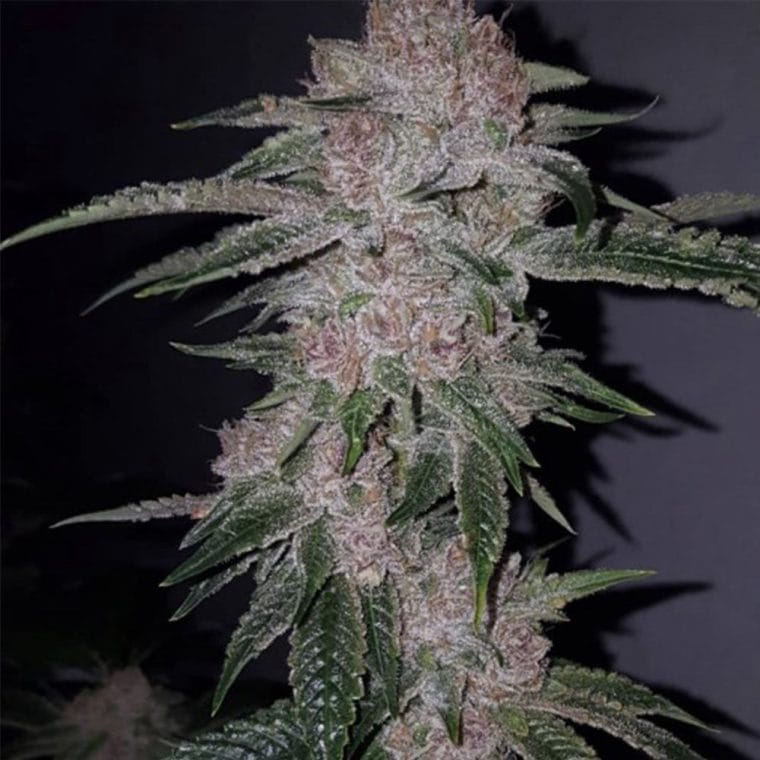 Tropicanna Kush from Oni Seed Co
