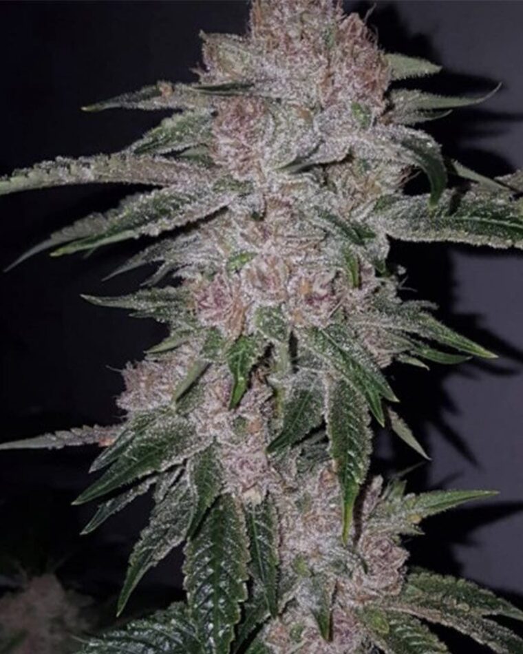 Tropicanna Kush from Oni Seed Co
