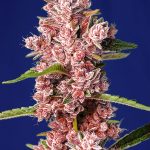 Tropicanna Poison F1 Fast Version cannabis seeds – Earthy – Outdoor – Indica Dominant – image 1 from Seed City