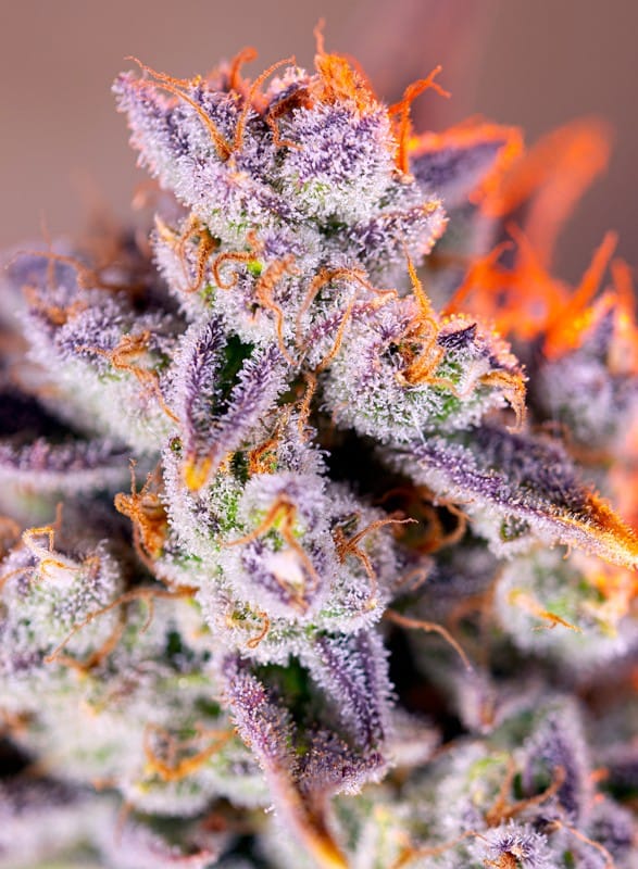 Creative – Mostly Indica – Mango – Tropicanna Poison XL Auto strain – image 1 – from Sweet Seeds via Seed City