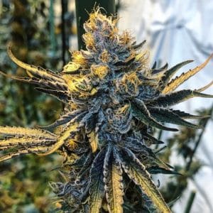 Tropicanna Punch