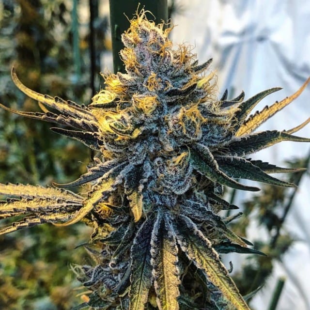 Tropicanna Punch from Oni Seed Co