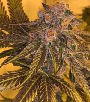 Tropicanna Punch