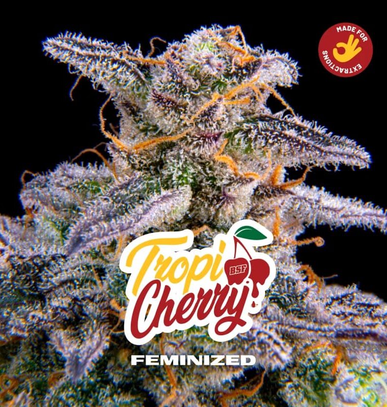 Tropicherry from BSF Seeds
