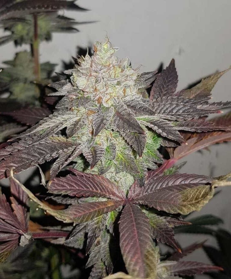 True Doh cannabis seeds – Sweet – Indica-heavy – Regular – image 1 from Seed City