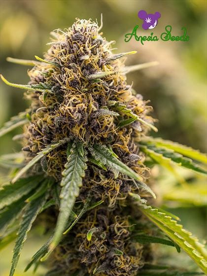 True Gold OG from Anesia Seeds