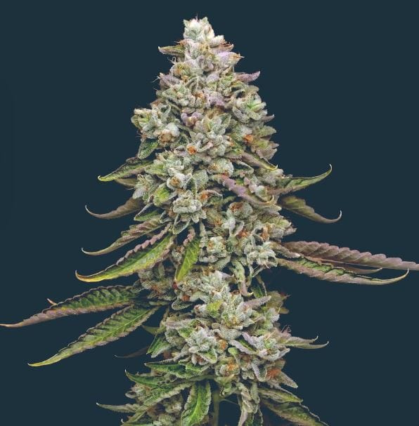 Indoor-friendly – Female seeds – Piney – True OG strain – image 1 – from Mavericks Genetics via Seed City
