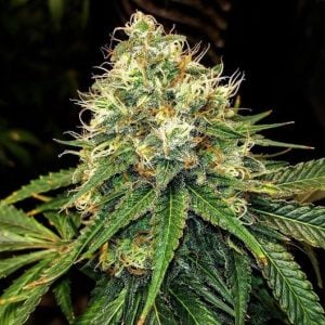 Truffle Berry
