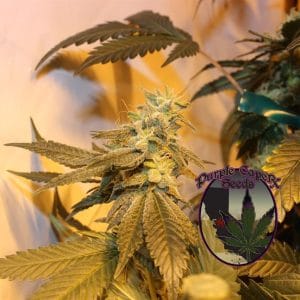Truffle Butter cannabis seeds – Regular – Suited for indoor growing – 12/12 Photoperiod – image 1 from Seed City