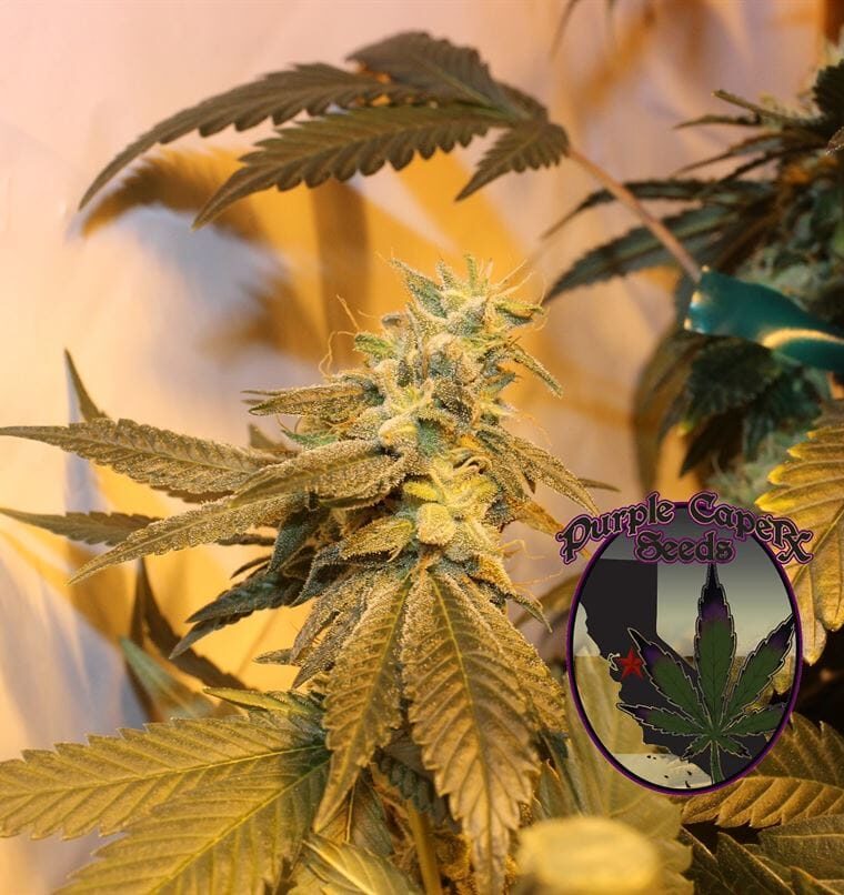 Truffle Butter cannabis seeds – Regular – Suited for indoor growing – 12/12 Photoperiod – image 1 from Seed City