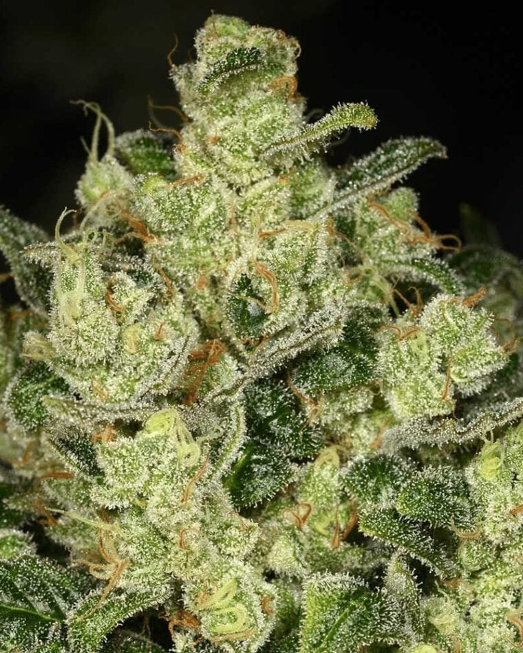 Trunk Funk by Archive Seeds – Indoor – 12/12 Photoperiod – Feminized – image 1 – Seed City