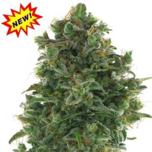 Image 1 of Turbo Jack cannabis by AC Genetics – Short (up to 80cm) – Creative – Auto-Flowering – Seed City