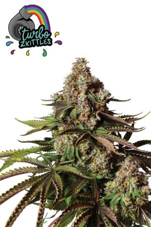 Turbo Zkittles