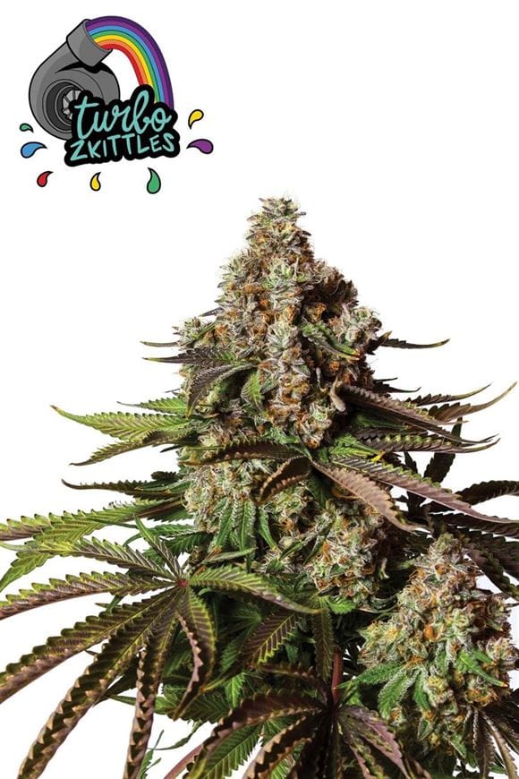 Turbo Zkittles cannabis seeds – Guaranteed female plants – Mostly Indica – Relaxing – image 1 from Seed City