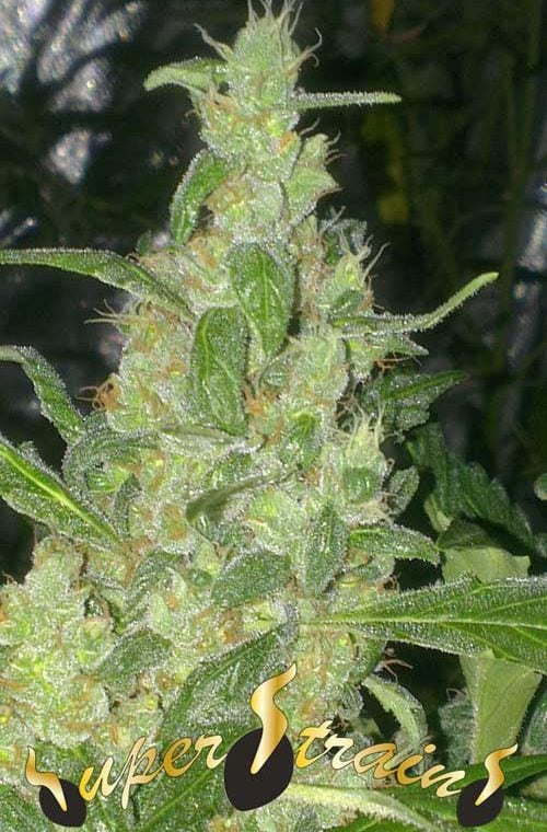 Indoor – Auto-Flowering – Guaranteed female plants – Turing Auto strain – image 1 – from Super Strains via Seed City