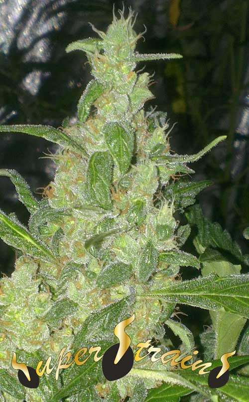 Indoor – Auto-Flowering – Guaranteed female plants – Turing Auto strain – image 1 – from Super Strains via Seed City