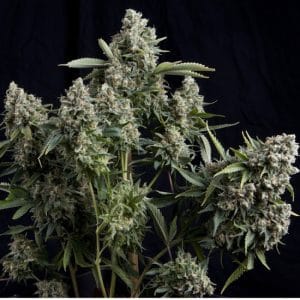 Tutankhamon by Pyramid Seeds – Regular – 12/12 Photoperiod – Middle of October – image 1 – Seed City