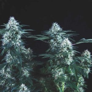 Tutankhamon FAST by Pyramid Seeds – Super Strength – Sativa Dominant – Uplifting – image 1 – Seed City