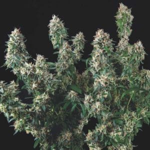 Tutankhamon x Cookies USA LIMITED EDITION Gold Line