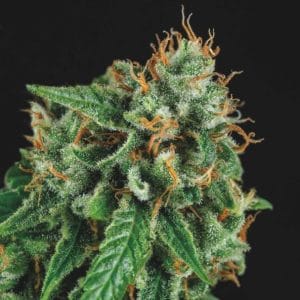 Tutankhamon x Gorilla Glue LIMITED EDITION Gold Line cannabis – image 1 – Seed City
