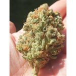 Tutti Candy from Zmoothiez Seeds