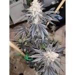 showing Indica Dominant – 12/12 Photoperiod – Feminized – image 2 – Seed City