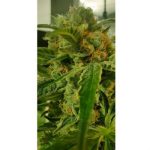 Tutti Candy by Zmoothiez Seeds – 12/12 Photoperiod – Indica Dominant – Feminized – image 3 – Seed City